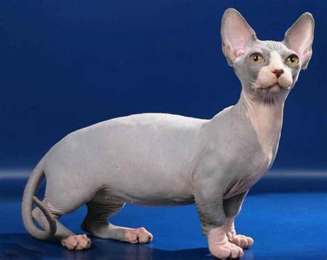 gatos recien nacidos sin pelo|Las 7 razas de gatos sin pelo